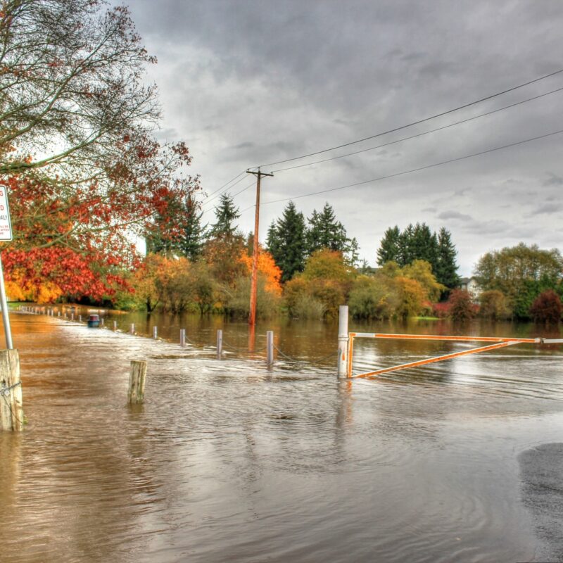 flooded street with trees around